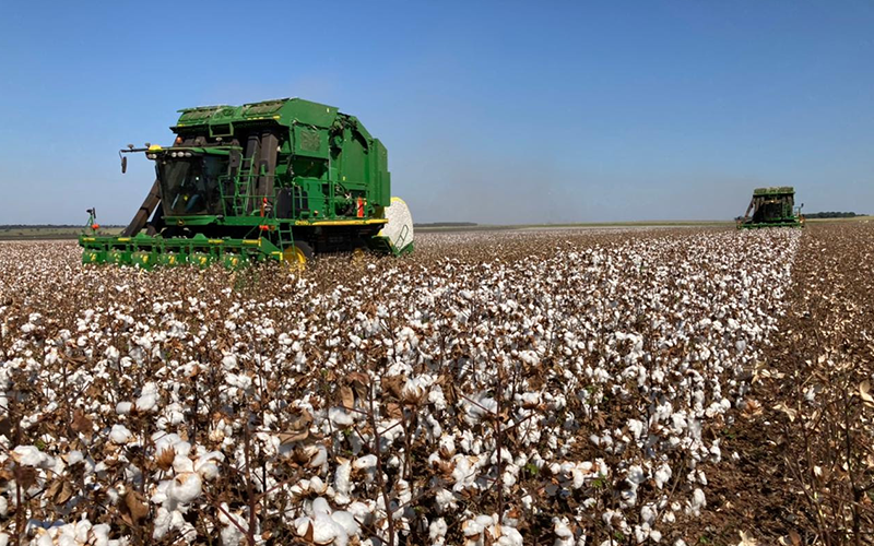 Colheita do algodão segue até agosto em MS e falta de chuvas impacta
