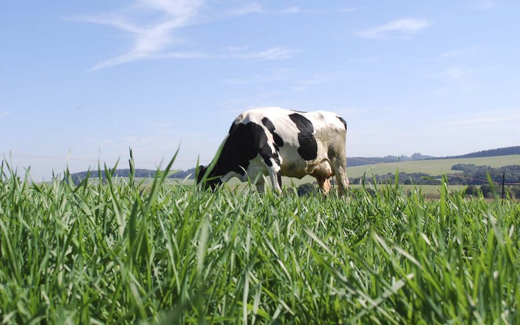 Cultivar de trigo faz oferta de forragem aumentar na Região Sul