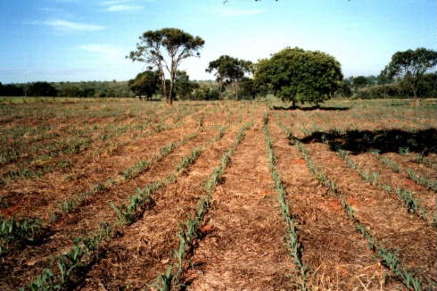 Culturas de Arroz, café e soja farão parte do novo Sistema de Classificação de Terras para Irrigação