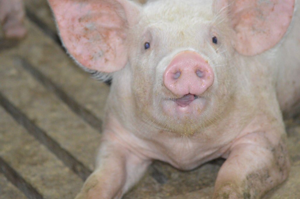 Governo do Paraná reduz em 50% alíquota de ICMS interestadual para suínos vivos