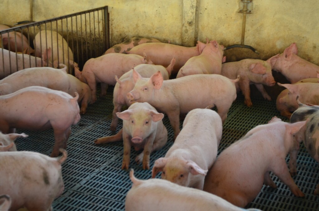 Impulsionado pela alta na exportação, setor de saúde animal registra crescimento de 18% em 2021