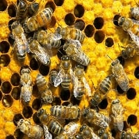 Dia de Campo em Meliponicultura gratuito será realizado nesta sexta, 17, e sábado, 18