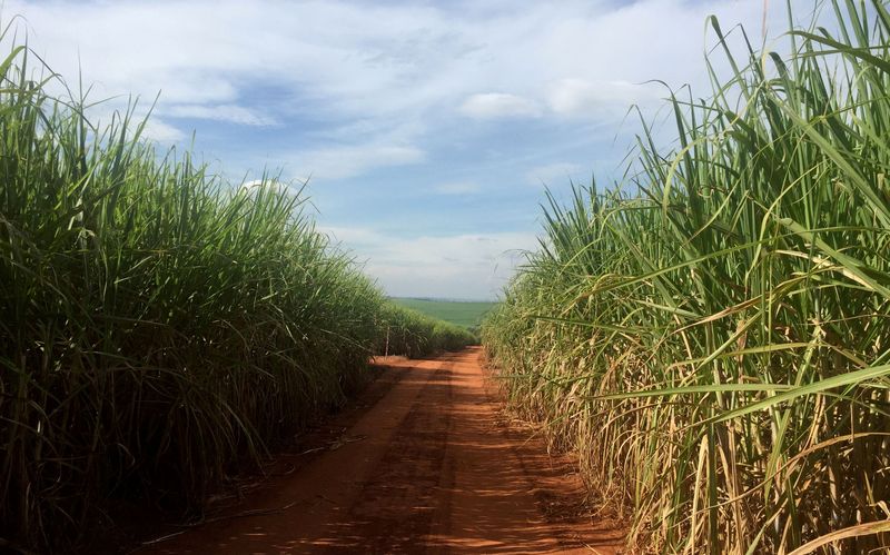 ENTREVISTA-TS AGRO FOCARÁ EM DIVERSIFICAÇÃO NOS PRÓXIMOS NEGÓCIOS DE TERRAS