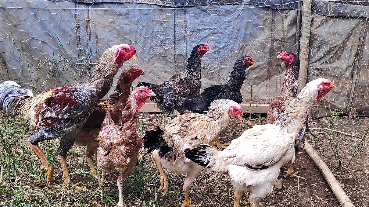 Emater-MG realiza Dia de Campo de Avicultura no Vale do Rio Doce