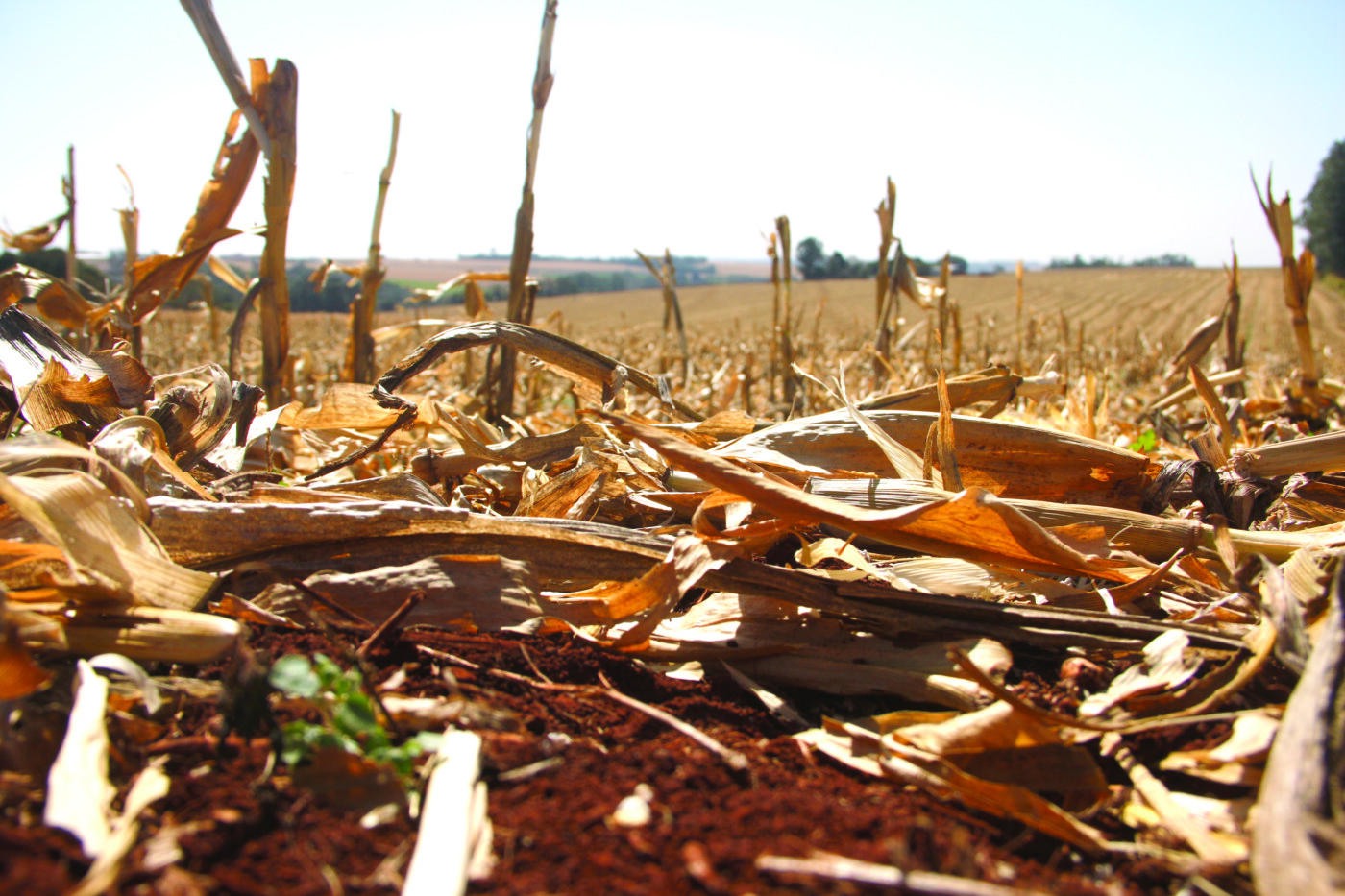 Escassez hídrica preocupa, mas agricultores estão otimistas para safra de verão