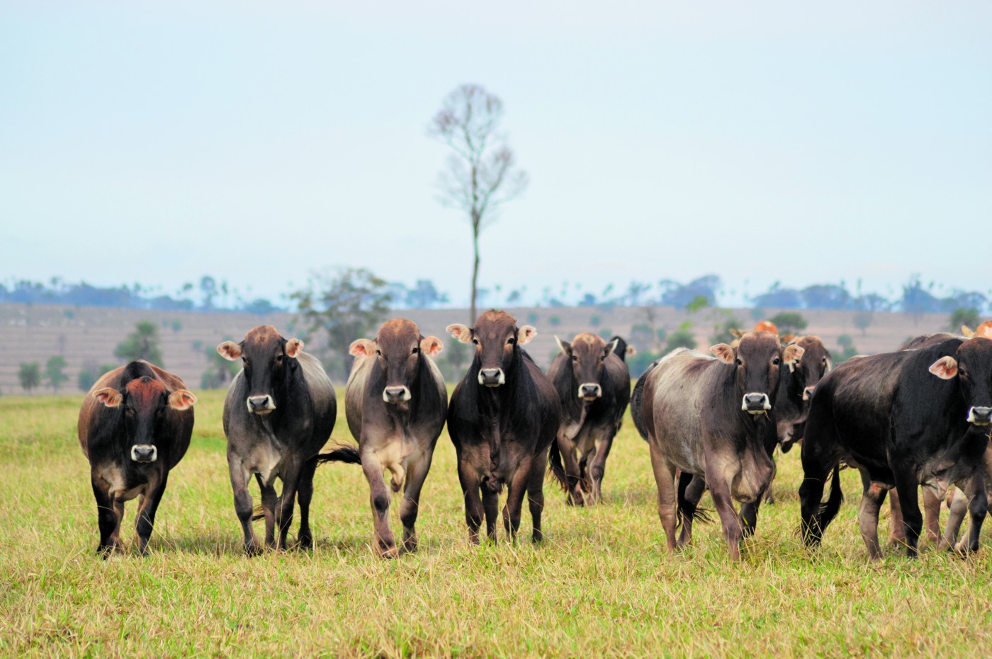 Exportações brasileiras de carne bovina registram faturamento de US$ 1 bilhão em julho