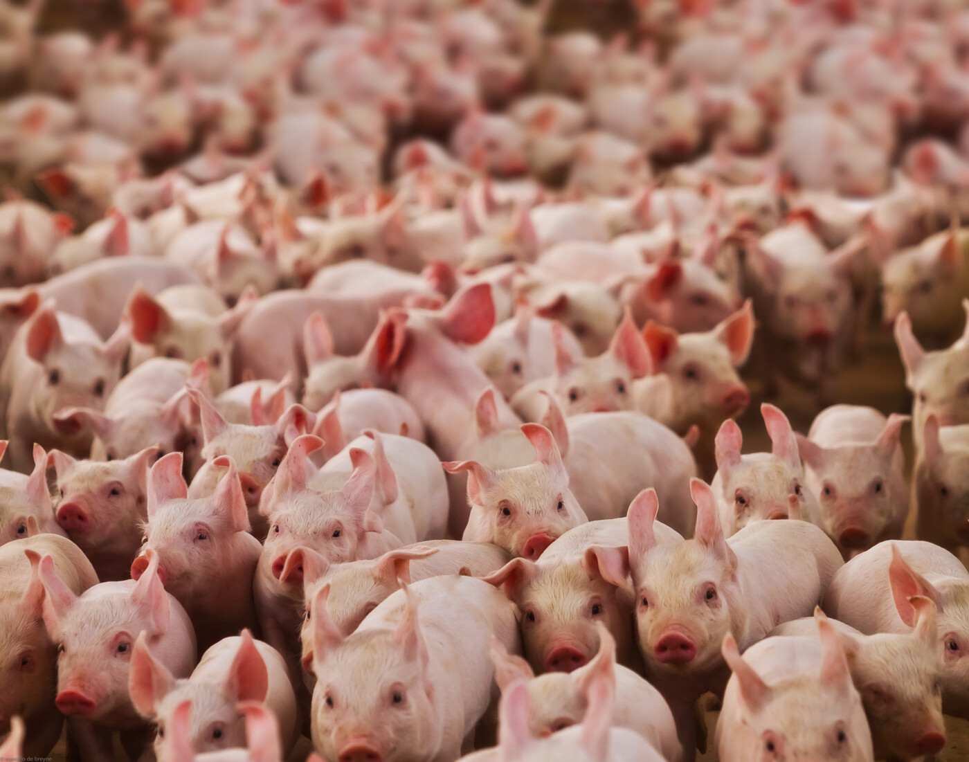 Exportações de carne suína comemoram novos números, mas alerta com sanidade é fundamental