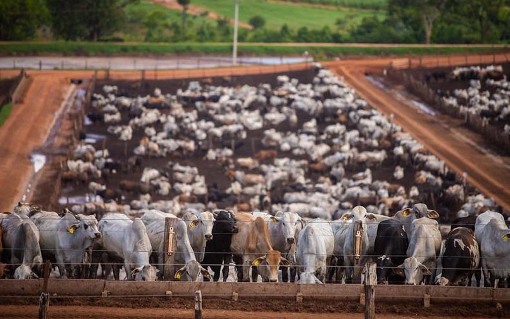 Febre Aftosa: Foi liberada pesquisa pública para informações sobre doses da vacina