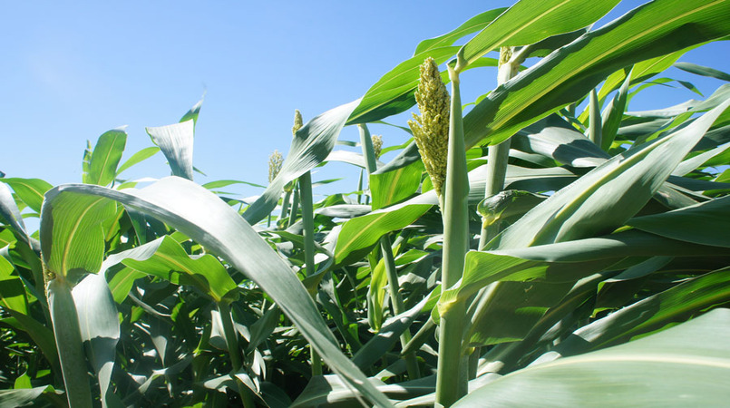 Diversificação de forrageiras no Semiárido aumenta resiliência à seca