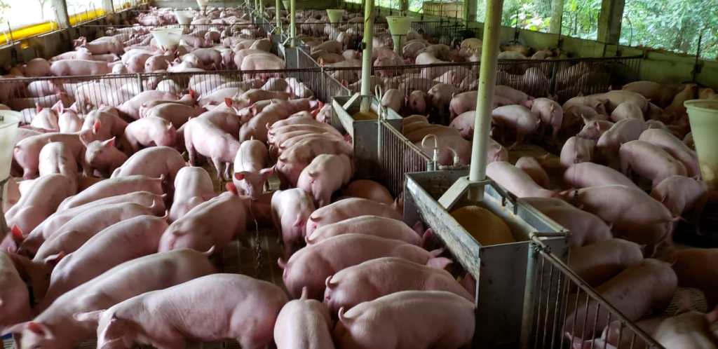 ACSURS busca isenção do ICMS sobre vendas interestaduais de suínos em reunião com a Sefaz RS