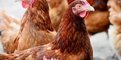 Governo francês anuncia abate de até 2,5 milhões de aves para travar gripe aviária  