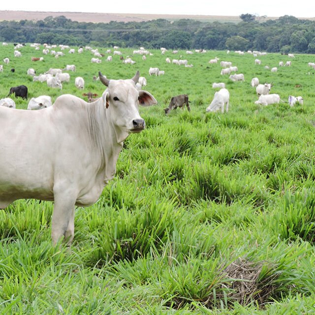 Demanda tímida arrefece pressão altista nos preços das boiadas