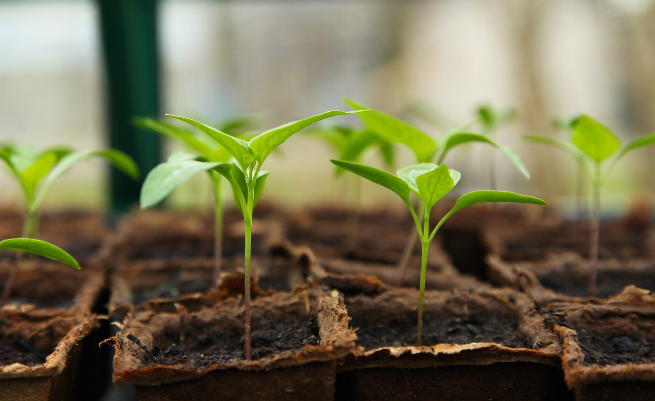 Processos de polinizacão - Melhoramento Vegetal