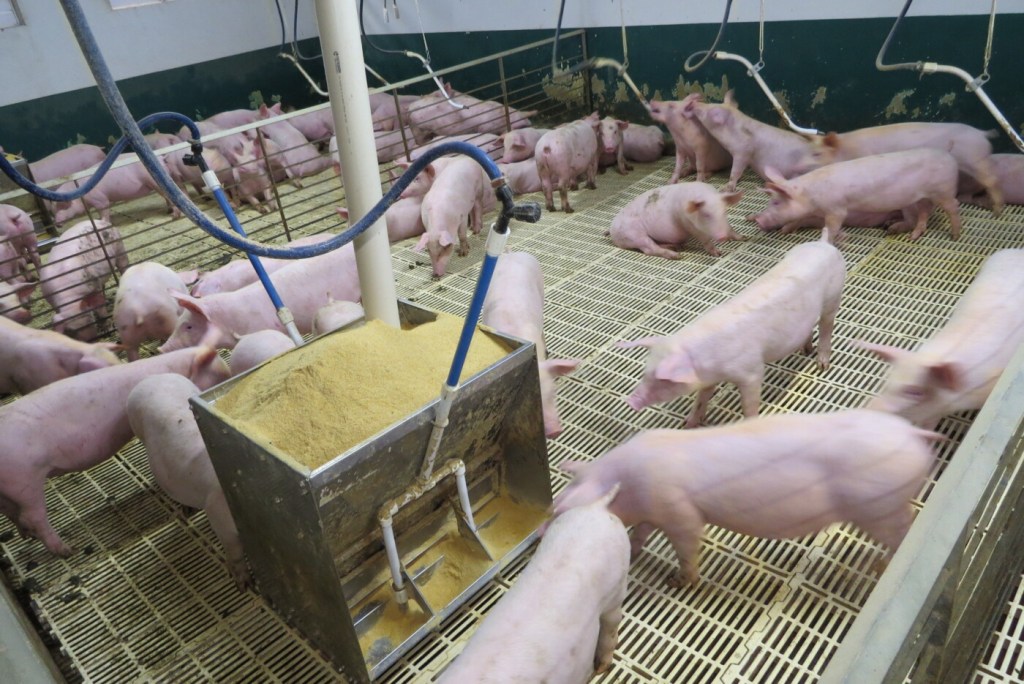 Santa Catarina atualiza legislação estadual para proteger os rebanhos da peste suína africana