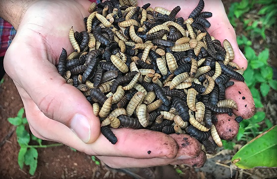 Insetos como alimento na aquicultura – O que mudou desde 2019?