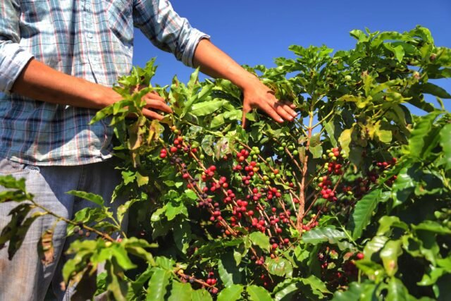 Bayer anuncia aporte de R$ 3 mi para projetos sustentáveis em cooperativas