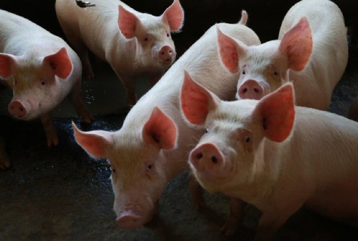 MT: suinocultores pedem redução de ICMS