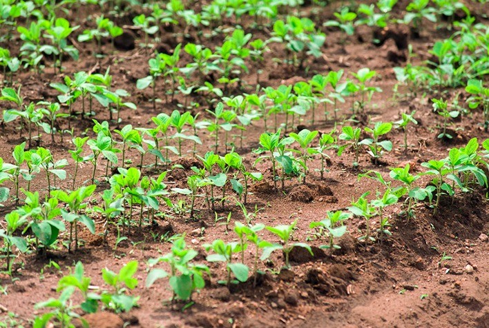 Mapa libera plantio de soja em fevereiro em MT e outros estados