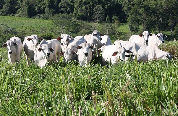 Mercado do boi: arroba estabiliza e preço da carne reage no atacado