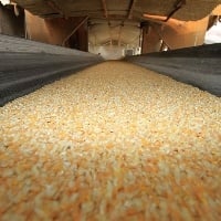 Milho: Após três pregões em alta, B3 fecha em campo misto 