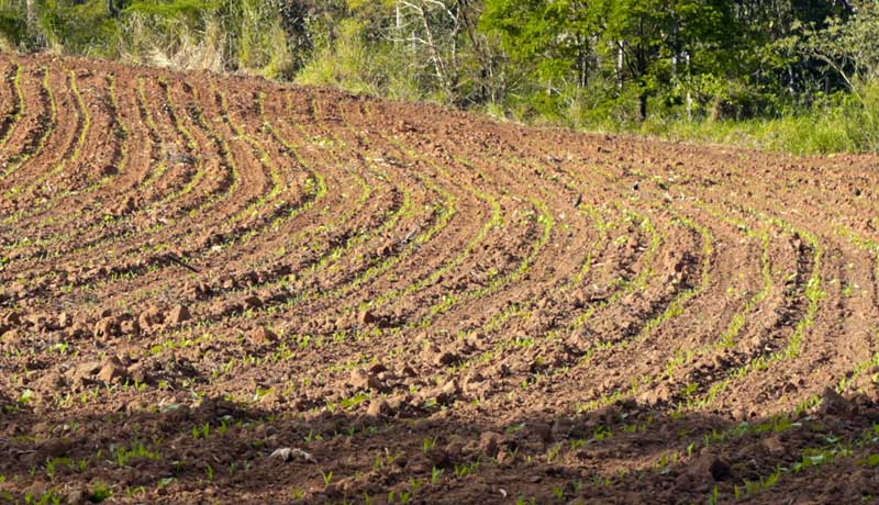 Milho safrinha: como preparar o solo para o cultivo