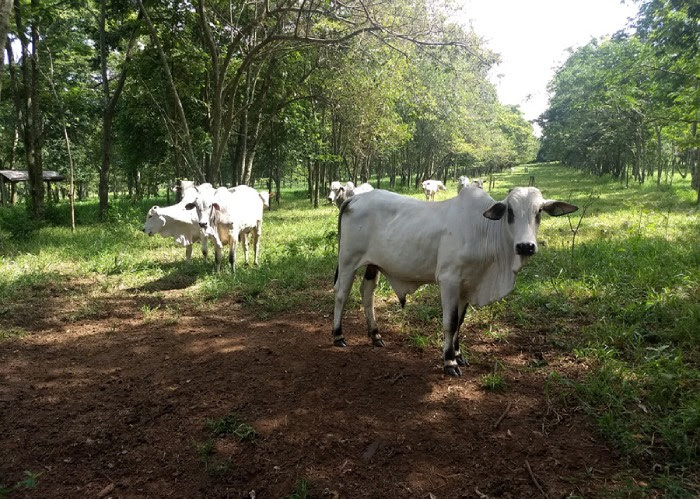 Emater/RS-Ascar mostra controle natural do carrapato com base no manejo do pasto