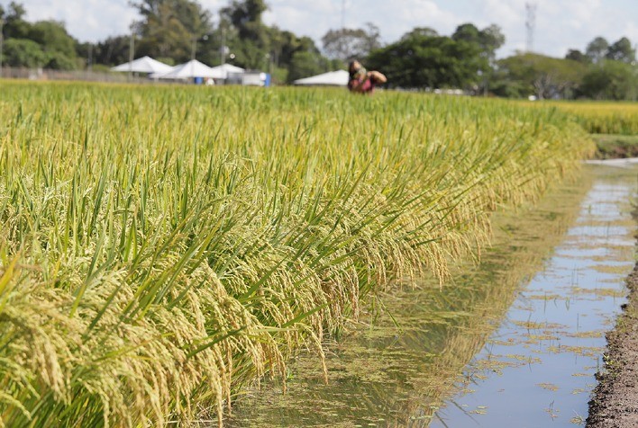 Pesquisadores desenvolvem arroz de ciclo precoce que consome 8% menos água