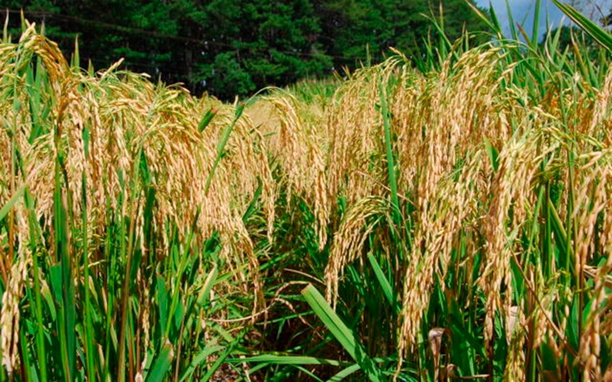 Plantação de arroz apresenta aumento no custo de produção em 2022