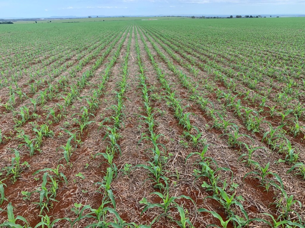 Em Mato Grosso do Sul, plantio do milho safrinha é concluído em área 12% menor do que em 2021