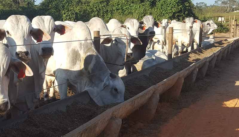 Princípios básicos da nutrição de bovinos