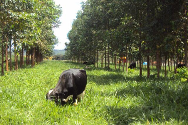Produção de carne na Amazônia pode crescer poupando área e recursos, aponta estudo