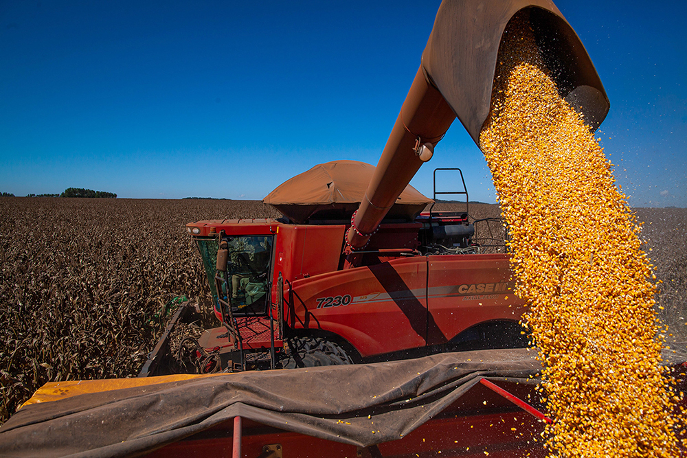 Produtor e agroindústria aprovam suspensão de PIS/Cofins na importação de milho