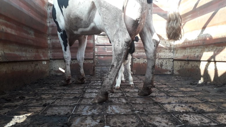 Deputado pede suspensão de medida que autoriza abater vacas prenhas