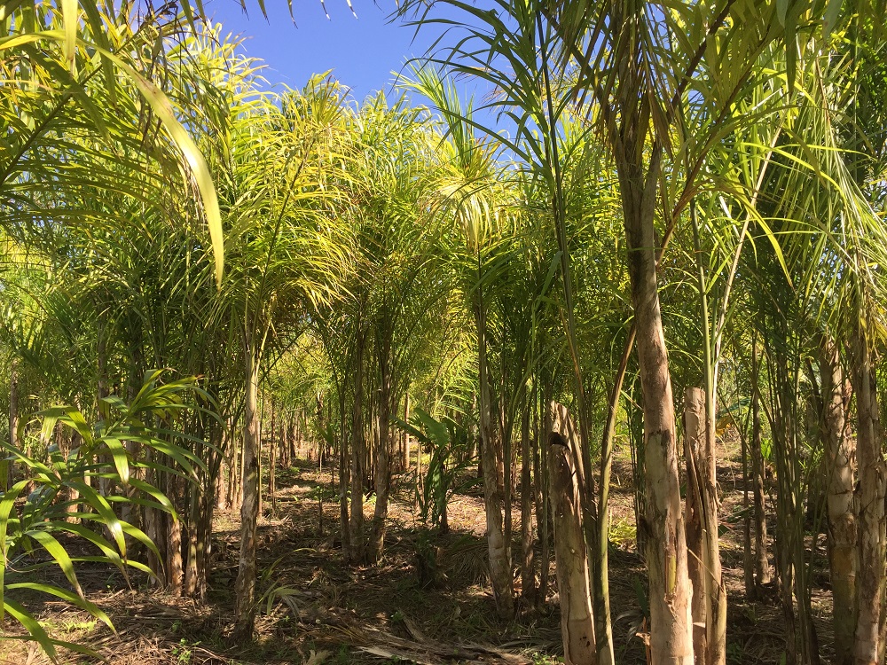 Pupunha para palmito impulsiona desenvolvimento econômico, social e ambiental no litoral paranaense