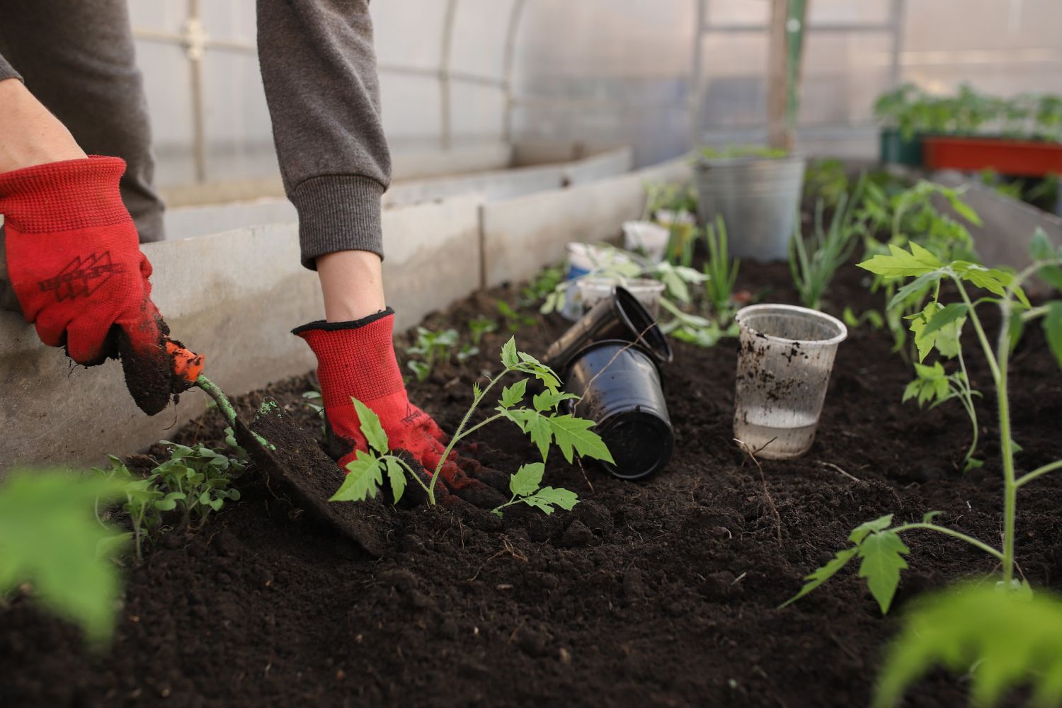 Qual o melhor adubo para horta? Saiba como melhorar o cultivo das plantas