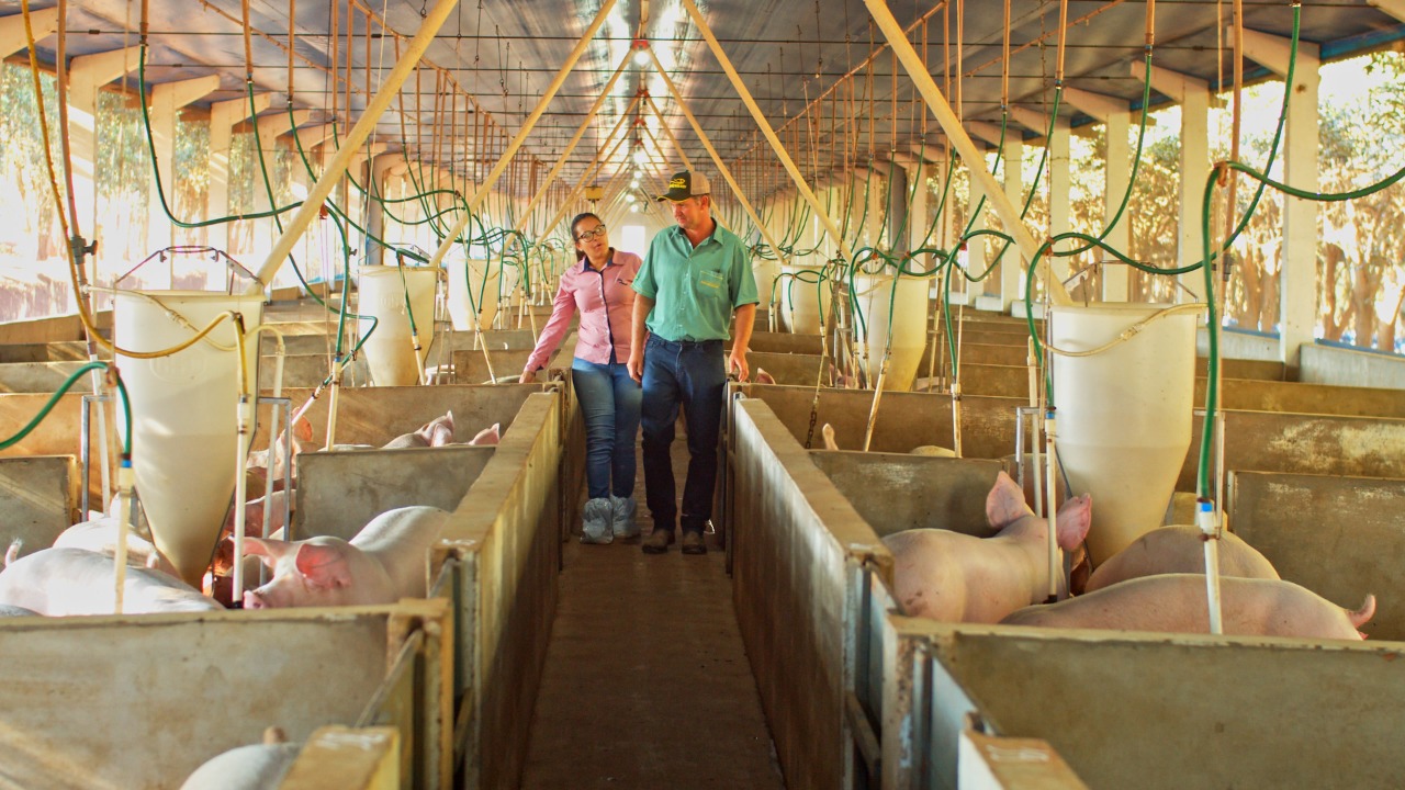 Rastreabilidade tem papel fundamental na gestão da suinocultura