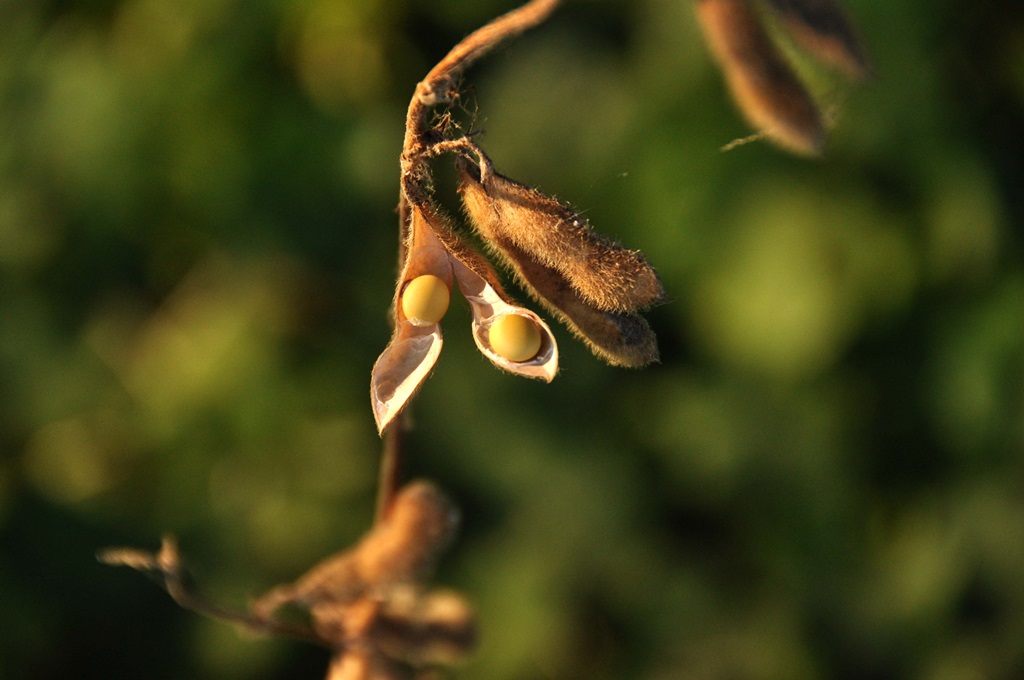 Rio Grande do Sul passa a ter calendário de semeadura de soja