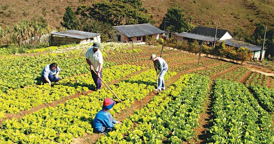 São Paulo apresenta grande aumento da produção na agricultura