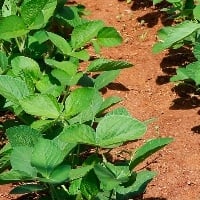 SC recebeu Abertura Nacional do Plantio de Soja