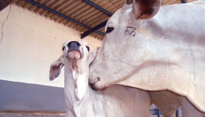 Saiba como se preparar para a estação de monta de gado de corte