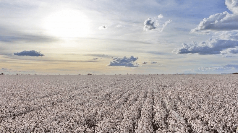 Semeadura do algodão na Bahia encerra com aumento de 15% na área plantada