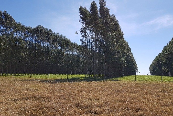 Sistemas integrados podem minimizar efeitos adversos da geada