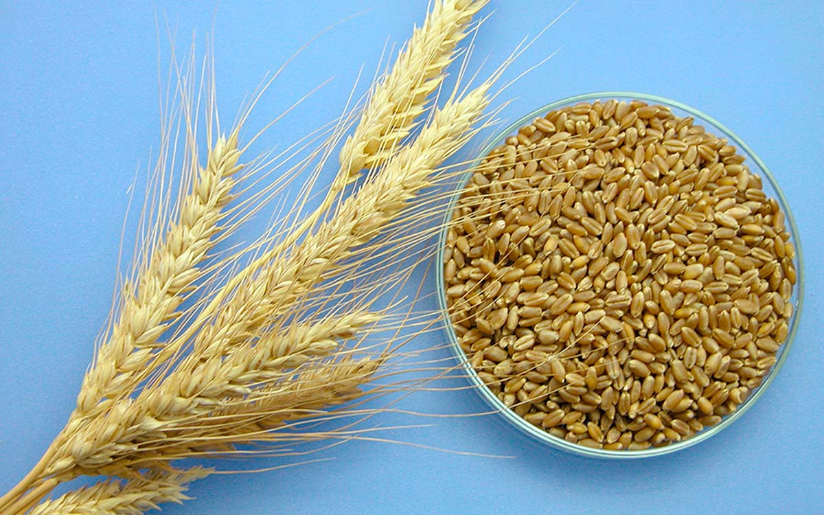 Trigo: Estimativas sugerem novo recorde de safra no País; dólar pressiona valor interno