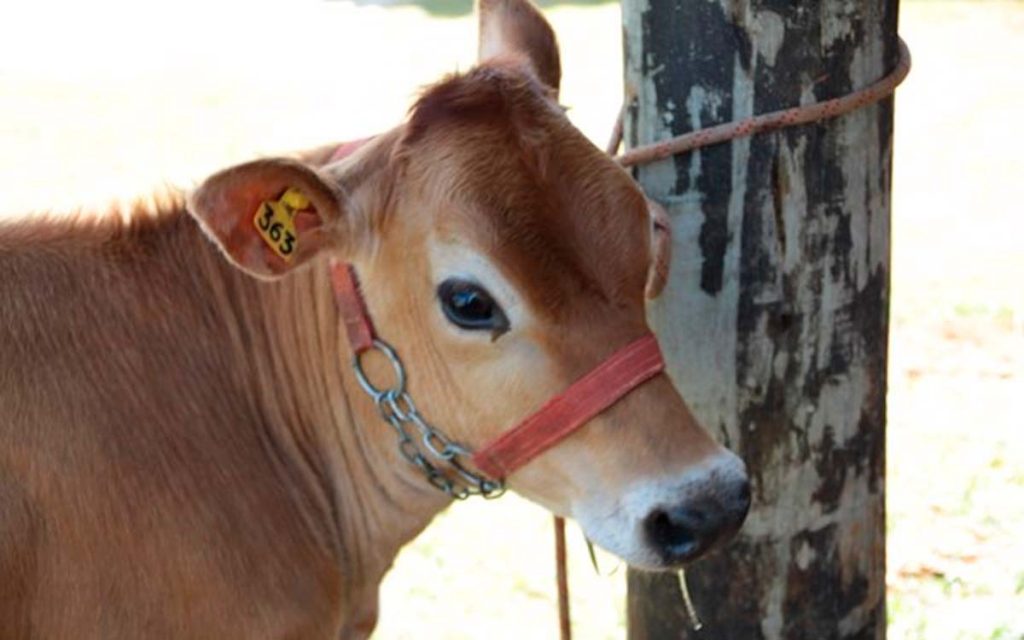 Boi: Queda no preço do bezerro beneficia relação de troca ao terminador