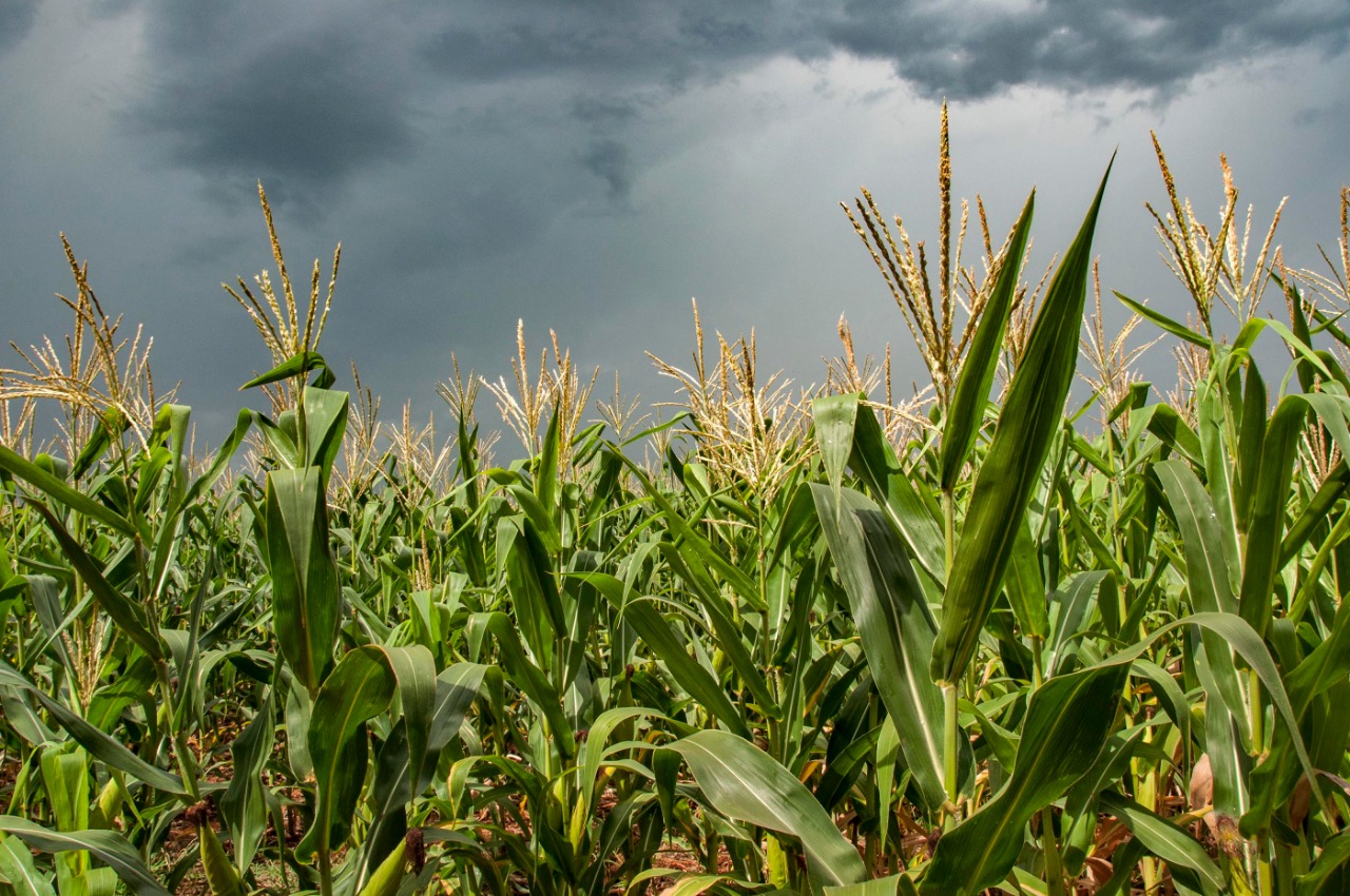 Secretaria da Agricultura amplia a entrega de sementes do Programa Troca-Troca para todo o Estado
