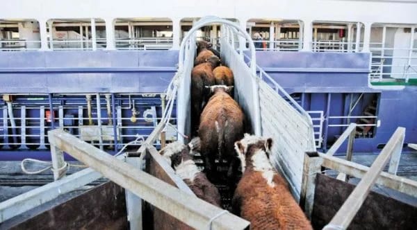 Proibir exportação de animal vivo fere ‘os princípios da livre iniciativa’