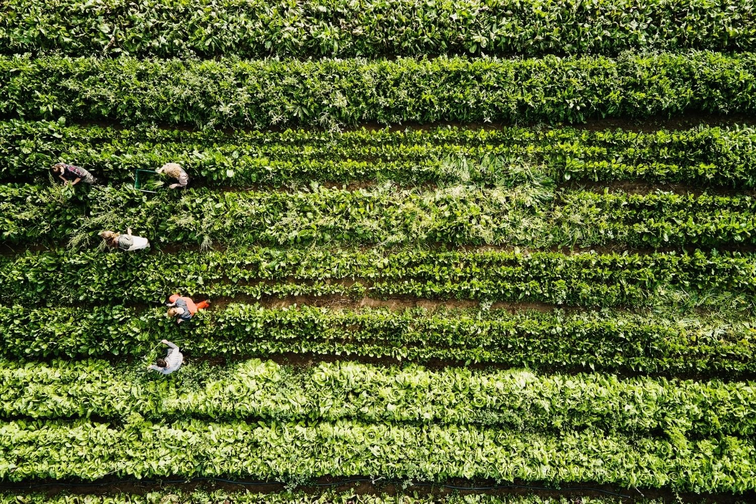 Grandes desafios da indústria de alimentos: ser sustentável e rastreável