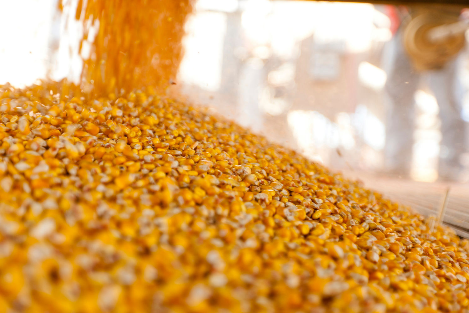 Rumo prevê que boas safras de soja e milho incrementem margens ao longo de 2022