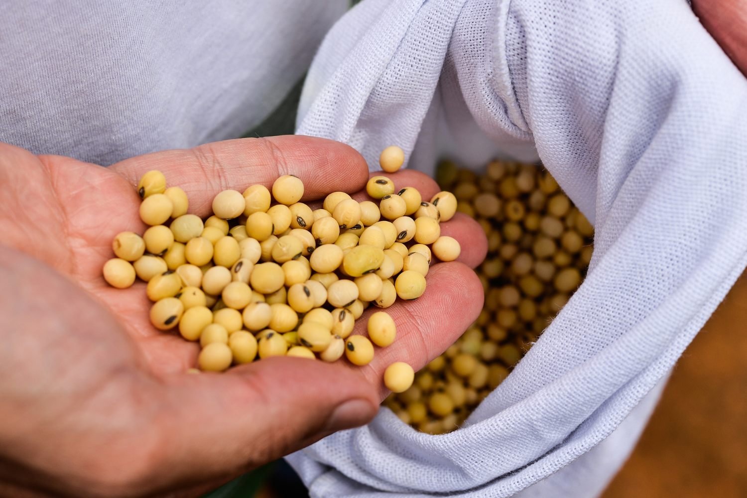 Colheita de soja de Mato Grosso chega a 46,7% das áreas cultivadas