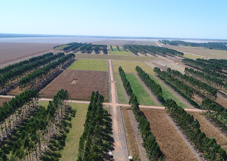 Compliance para mais competitividade do agronegócio